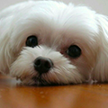 Saka Lee 李祝華